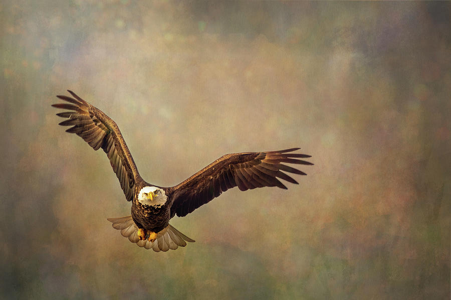 American Bald Eagle - Looking at You Mixed Media by Patti Deters