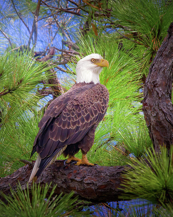 American Bald Eagle Photograph by Mark Andrew Thomas