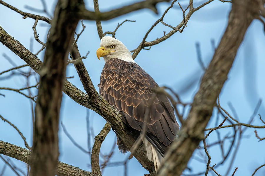 American Bald Eagle Photograph by Martina Abreu