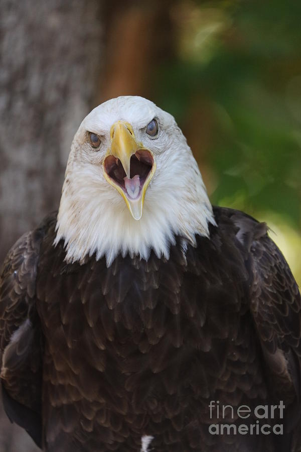 Eagle Photograph - American Bald Eagle by Melanie Kowasic