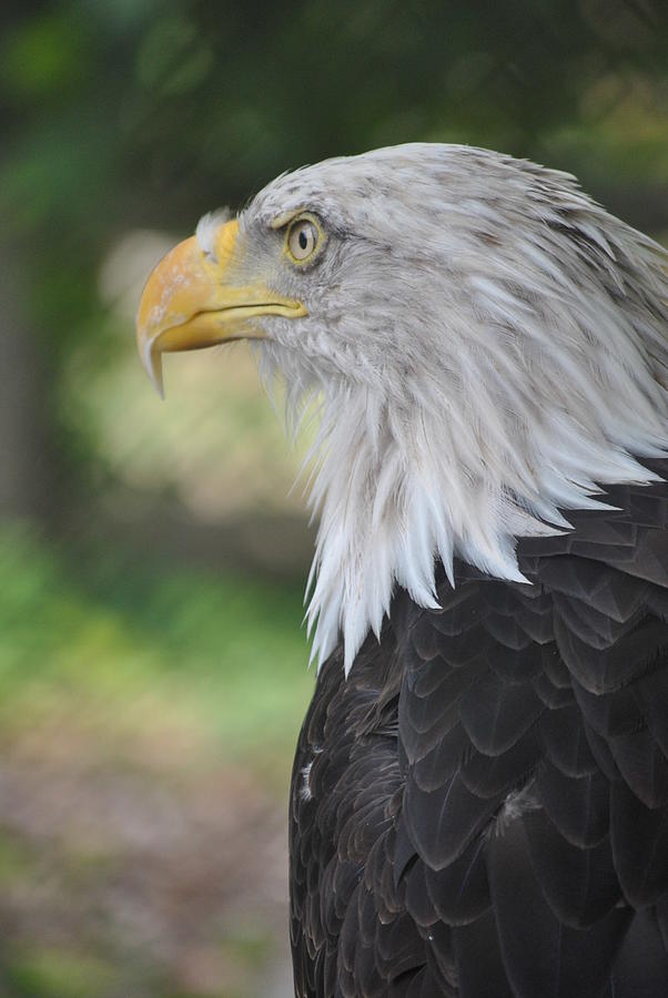 American Bald Eagle Photograph By Melissa Roe - Fine Art America