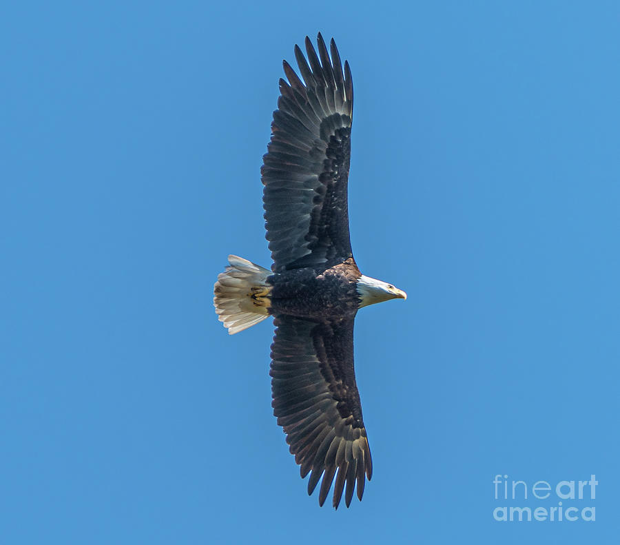 American Bald Eagle Photograph by Nick Boren