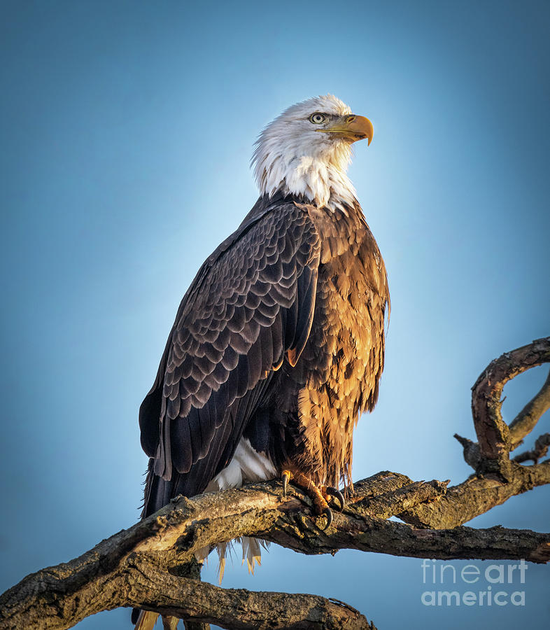 American Bald Eagle on a Branch Photograph by Sandra Rust