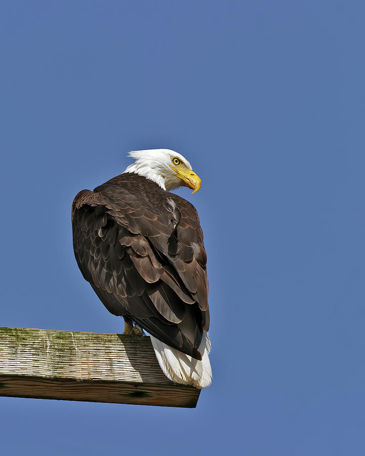 American Bald Eagle on perch ll Photograph by Gary Langley