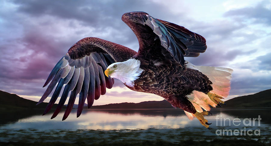 American Bald Eagle - Plum Island Photograph by Sandra Rust