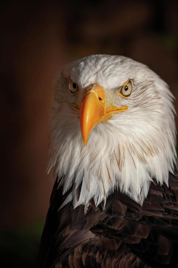 Eagle Photograph - American Bald Eagle Portrait by Artur Bogacki
