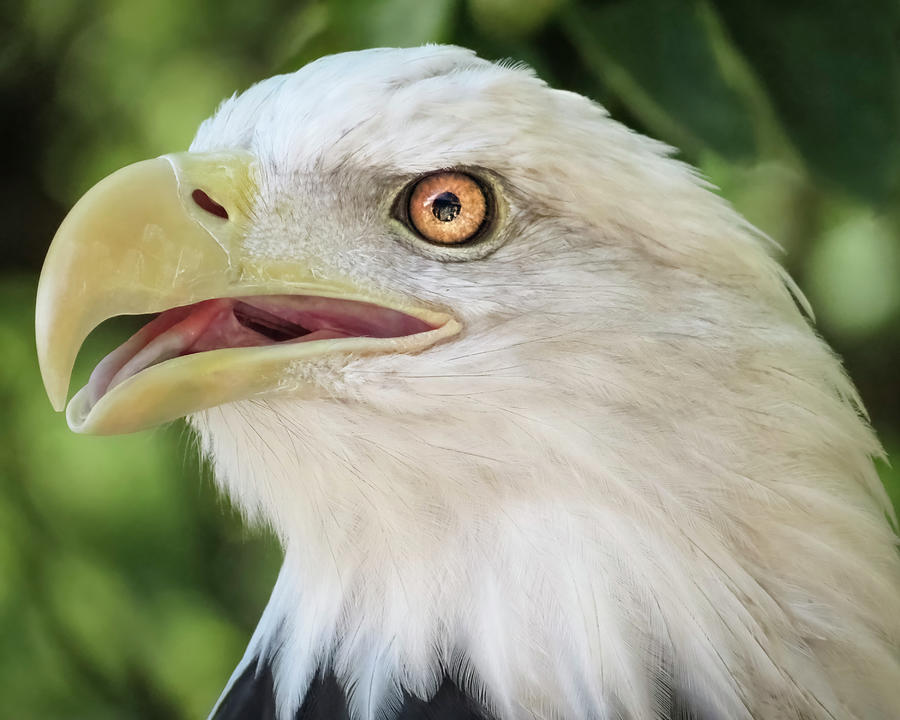 American Bald Eagle Portrait - Bright Eye Photograph by Patti Deters