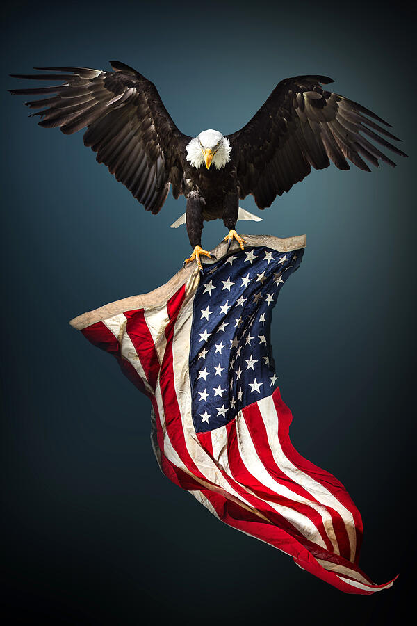 American Bald Eagle Print TT Digital Art by We The People Prints American Bald Eagle Print TT Digital Art by We The People Prints