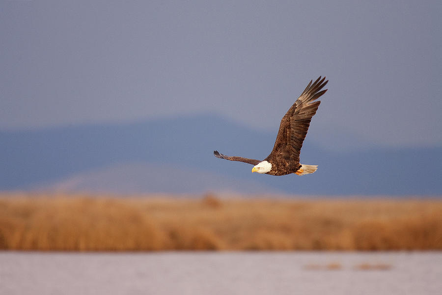 American Bald Eagle Photograph by Ram Vasudev