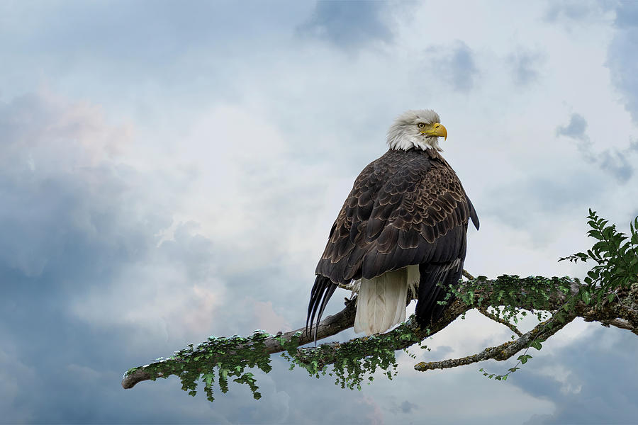 American Bald Eagle - Ready to Fly Photograph by Patti Deters