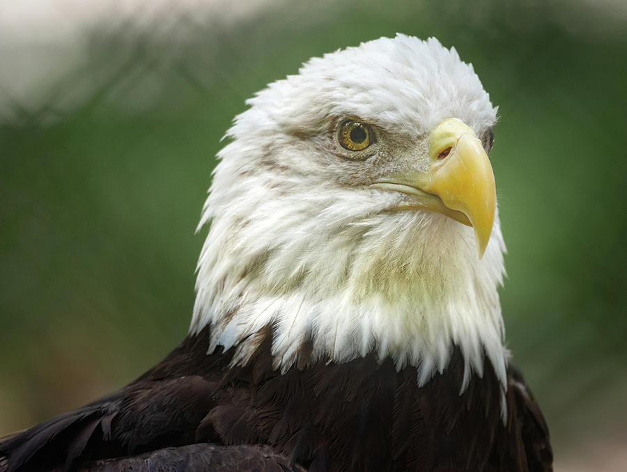 American Bald Eagle Photograph by Rebecca Herranen