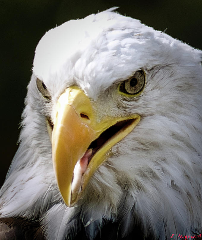 American Bald Eagle Photograph by Rene Vasquez