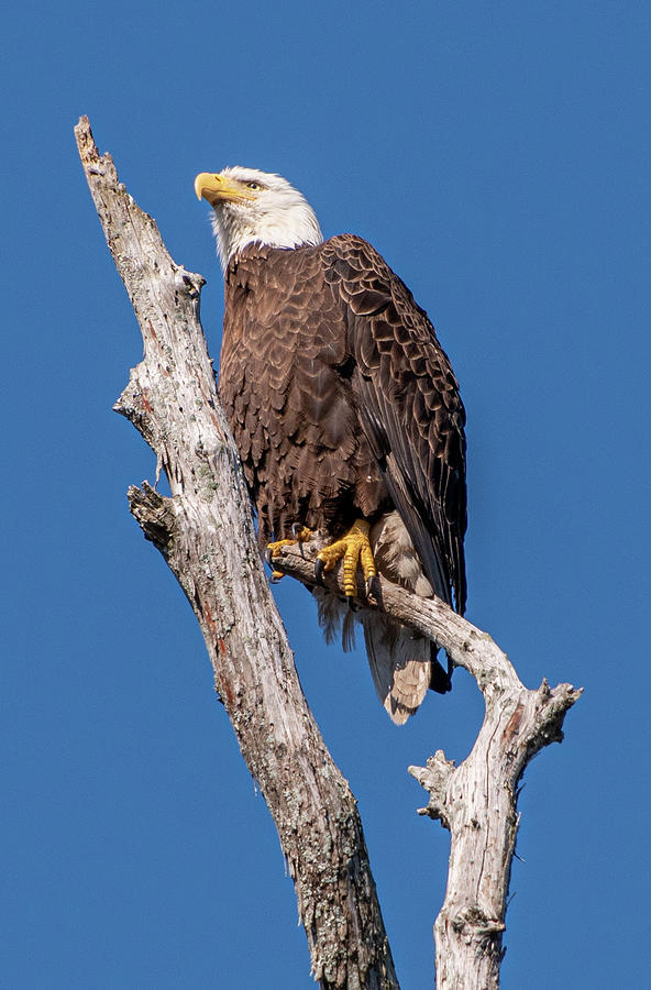 American Bald Eagle Photograph by Rudy Bunge - Fine Art America