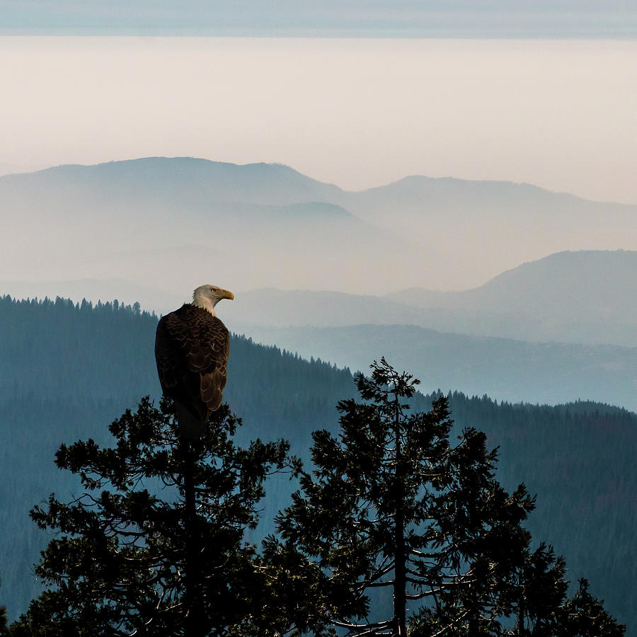 American Bald Eagle Sentinel Photograph by Patti Deters