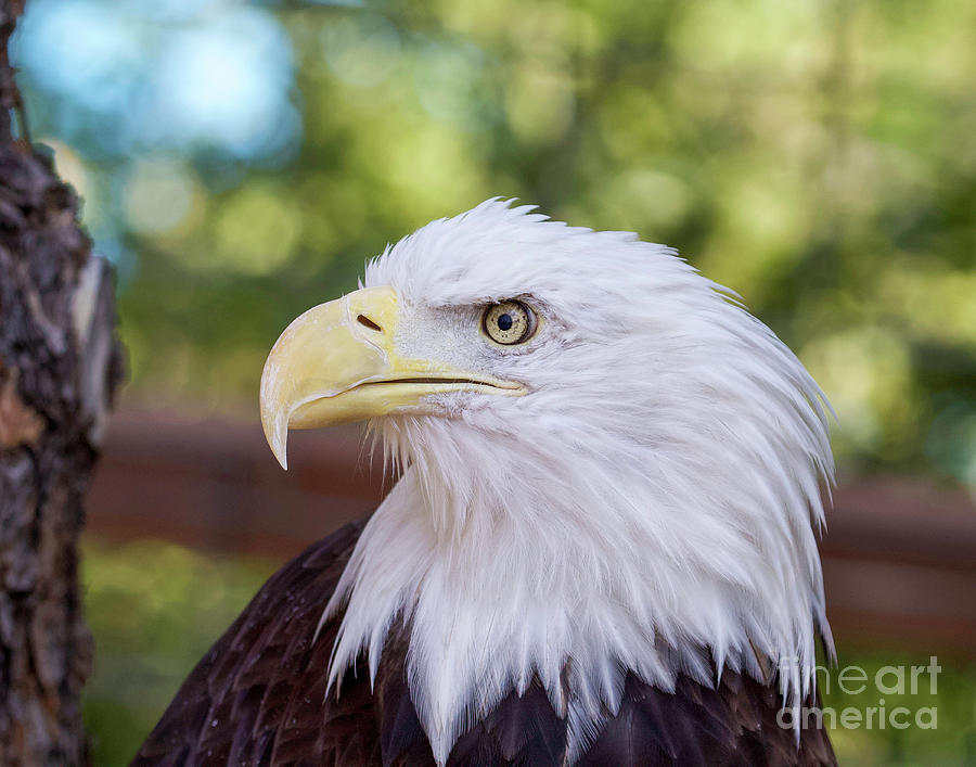 American Bald Eagle Photograph by Shirley Dutchkowski