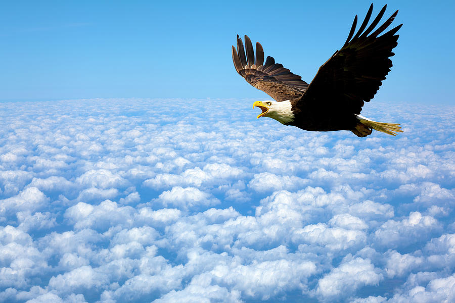 American bald eagle soaring high above the clouds Photograph by James Brey Fine Art America