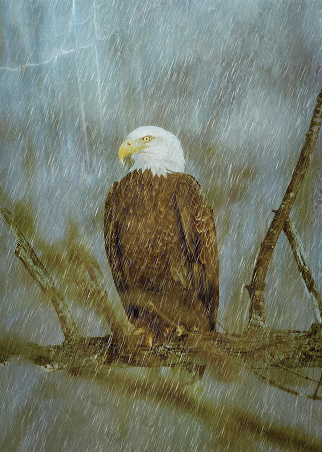 American Bald Eagle Storm Photograph by Patti Deters