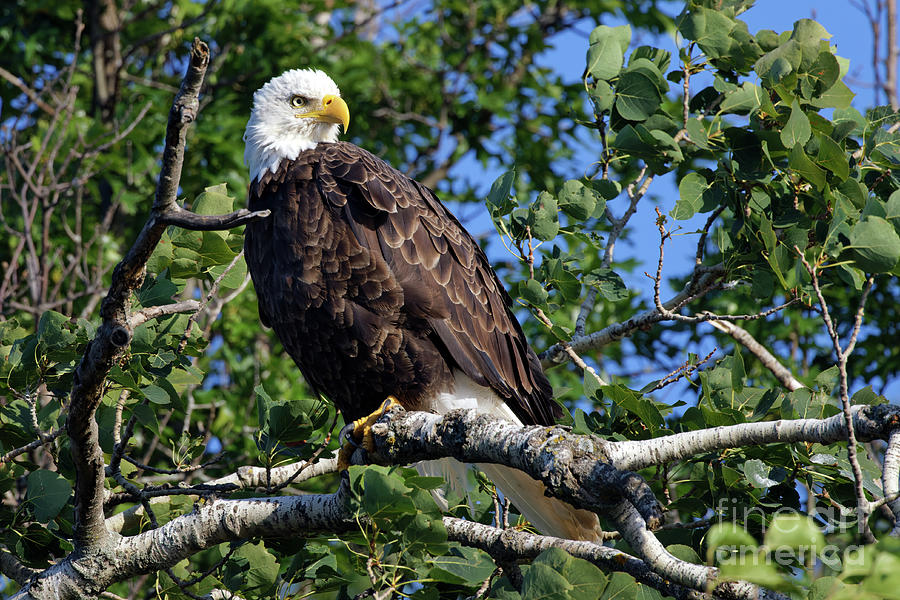 American Bald Eagle Summer in Crex Meadows Photograph by Natural Focal Point Photography