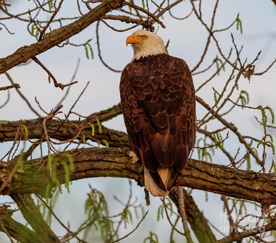 American Bald Eagle Photograph by Teresa Jack | Fine Art America