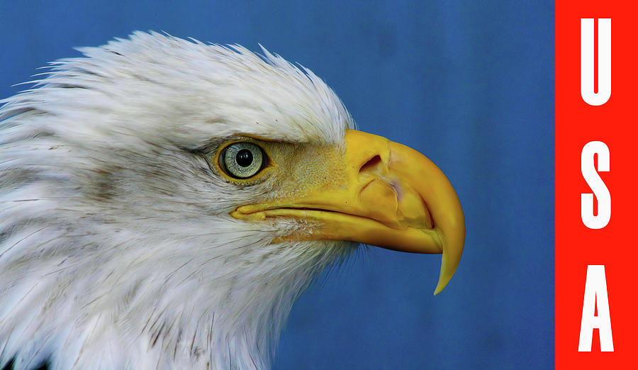 American Bald Eagle U S A Photograph by Susan Rachlin