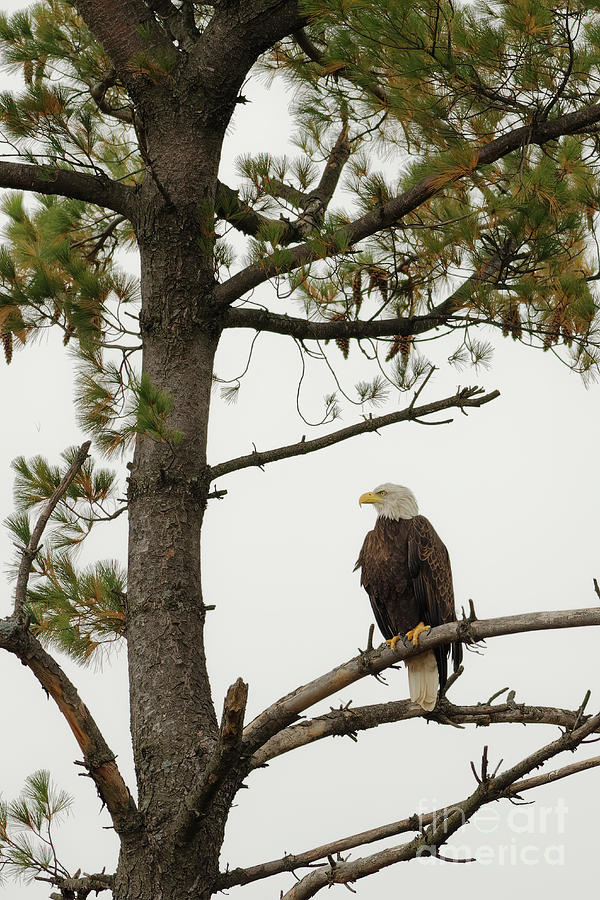 American Bald Eagle Watch Photograph by Natural Focal Point Photography