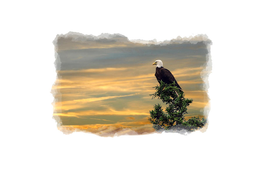 American Bald Eagle watching sunset Photograph by Daniel Friend