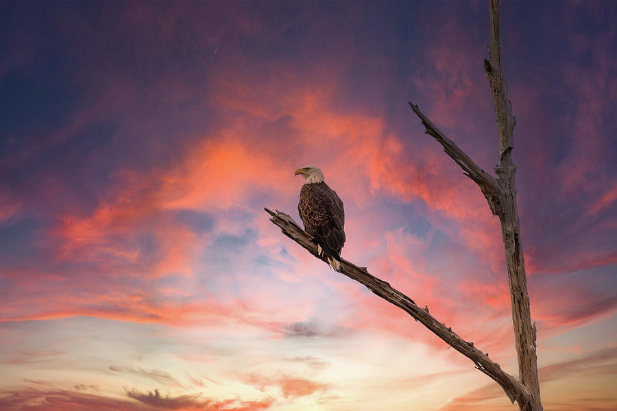 American Bald Eagle with a Fire Sky 2 Photograph by Steve Rich
