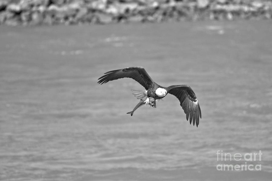 American Bald Eagle With A Fish Black And White Photograph by Adam Jewell