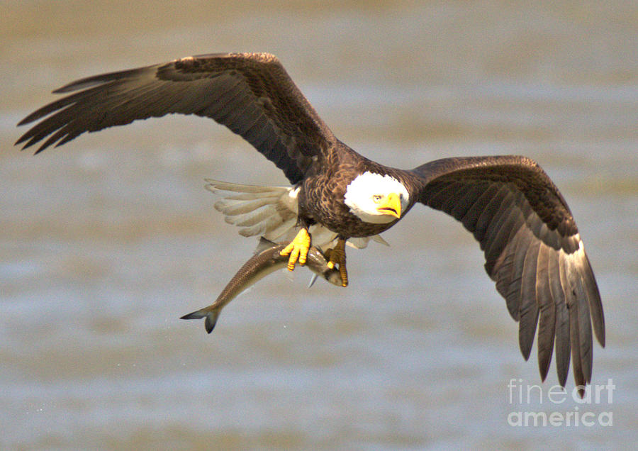 American Bald Eagle With A Fish Closeup Photograph by Adam Jewell