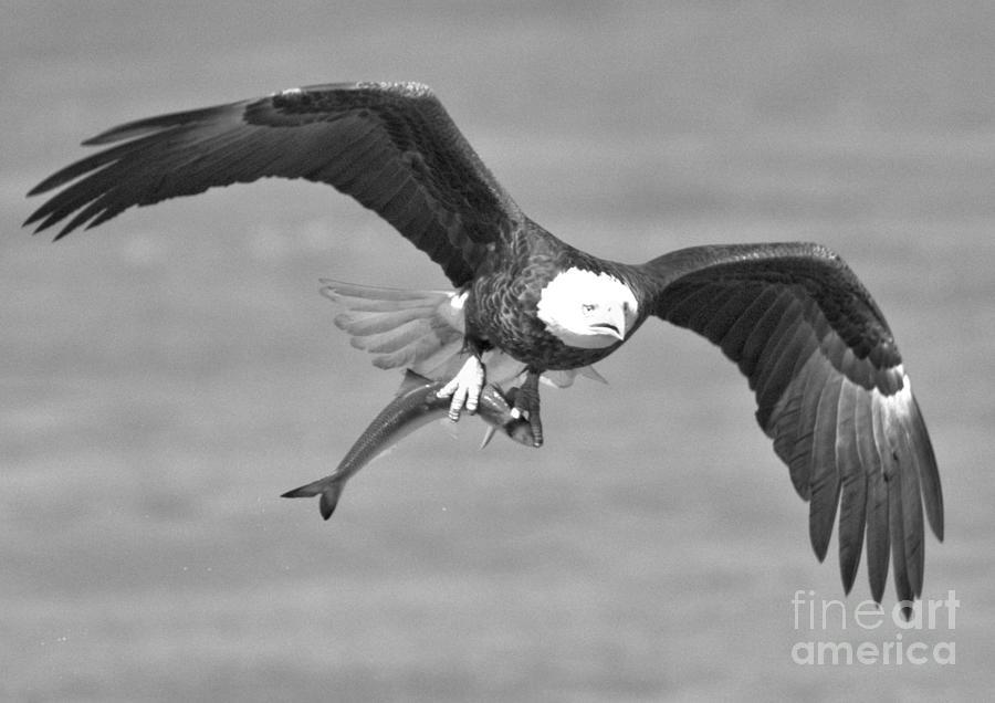 American Bald Eagle With A Fish Closeup Black And White Photograph by Adam Jewell