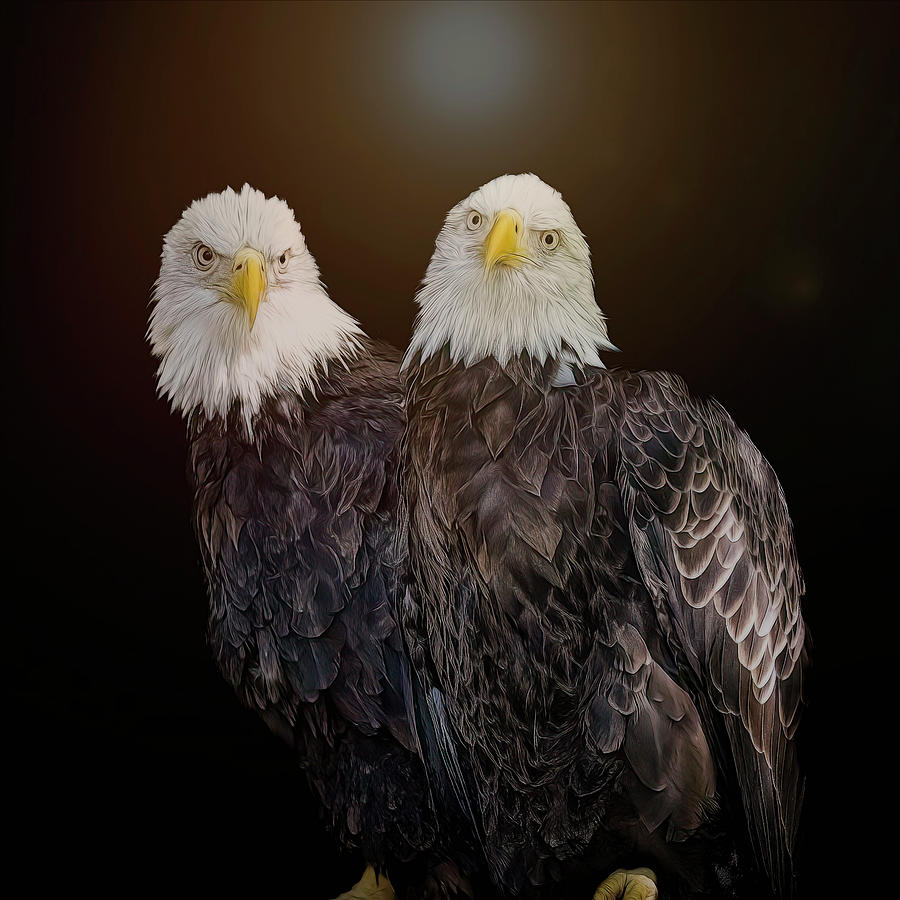 American Bald Eagles Photograph by Cheri Freeman