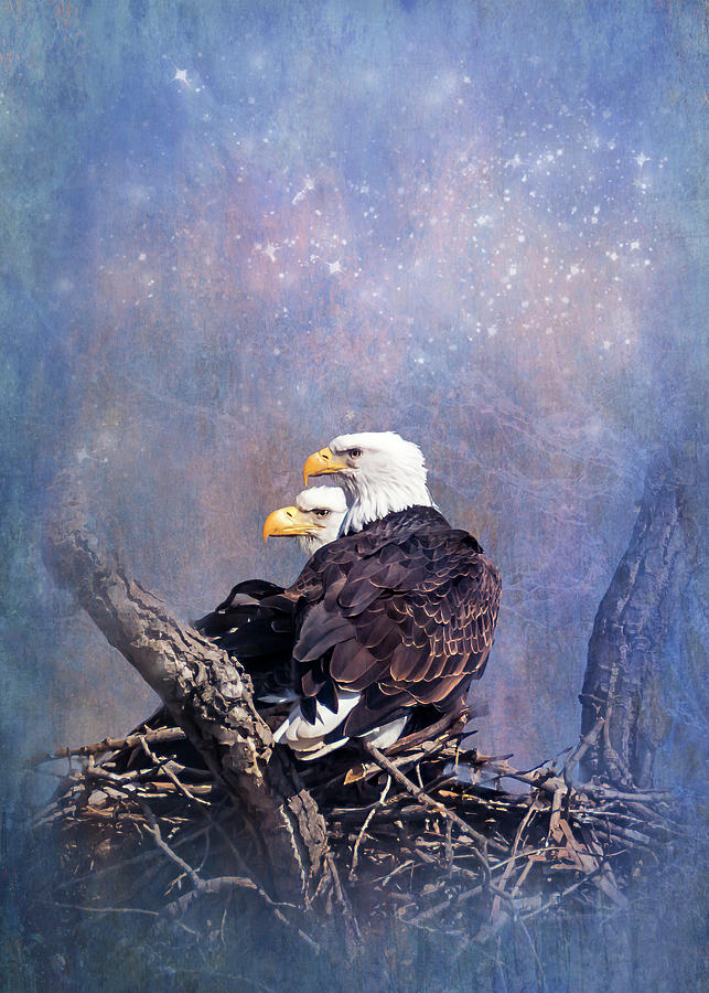 American Bald Eagles Nesting Photograph by Patti Deters