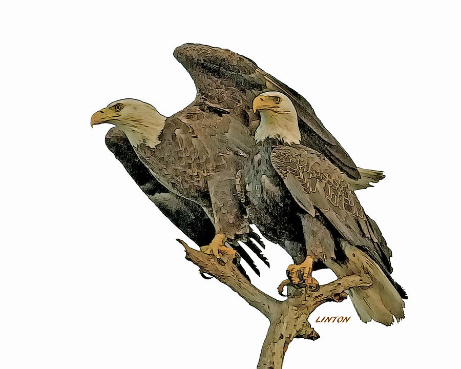 AMERICAN BALD EAGLE PAIR cps Digital Art by Larry Linton