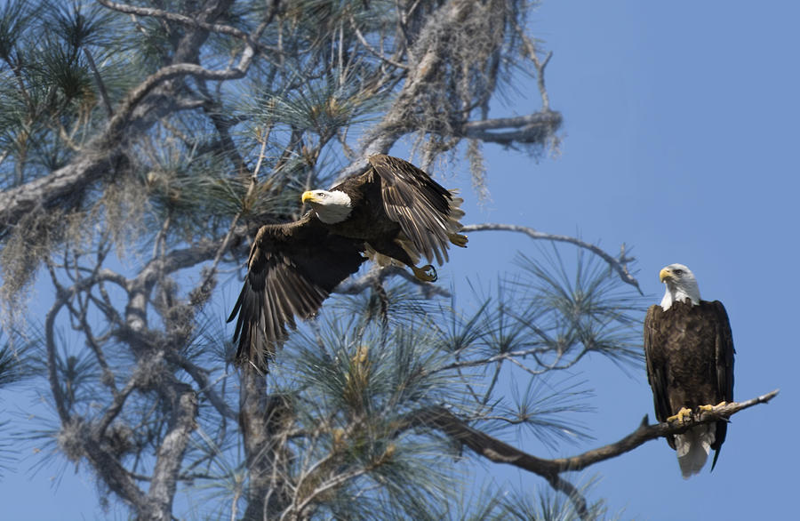 Bird Photograph - American Bald eagles by Zina Stromberg