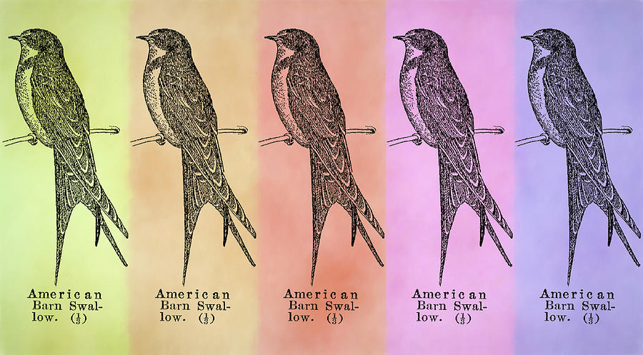 American Barn Swallow - Pop Art Digital Art by Jon Woodhams
