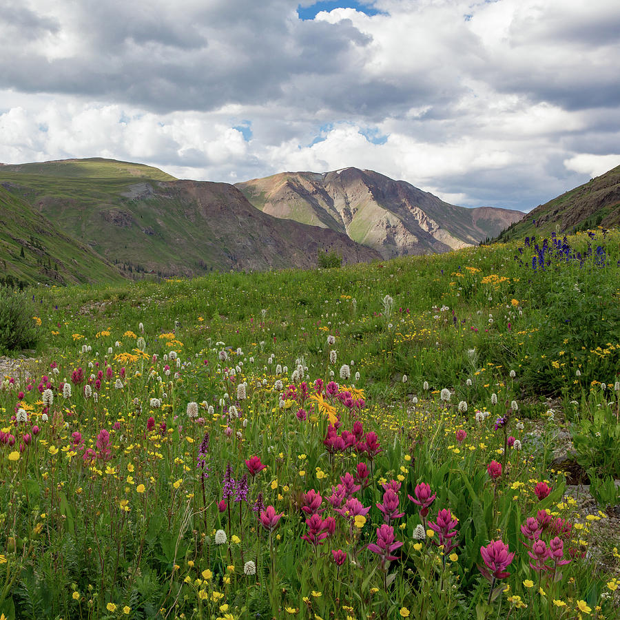 American Basin Wildflowers #1 Photograph by Bridget Calip