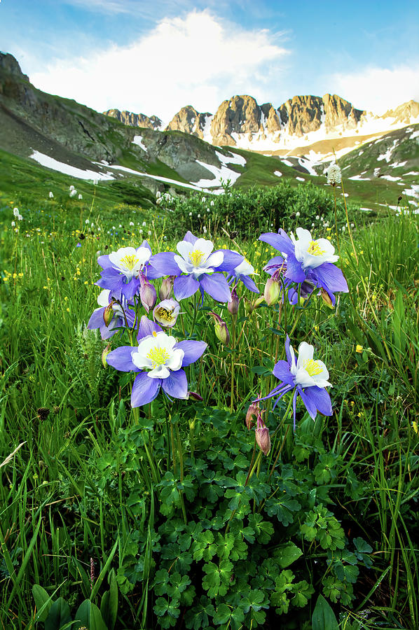 American Basin Columbine Photograph by Lynn Bills - Fine Art America