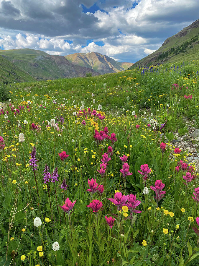 American Basin Seasonal Wildflowers Portrait Photograph by Bridget Calip