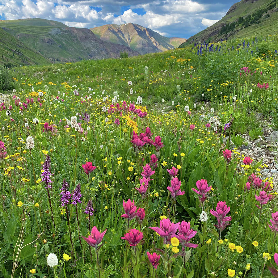 American Basin Summer Wildflowers Photograph