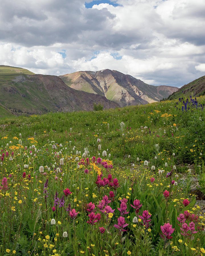 American Basin Wildflowers Photograph by Bridget Calip