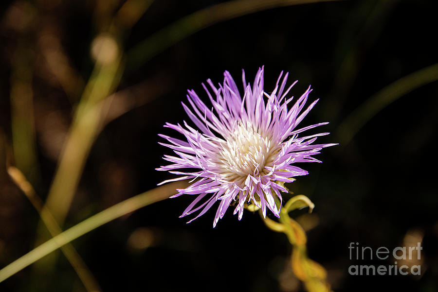 American Basket Flower Bloom Photograph by Bob Phillips