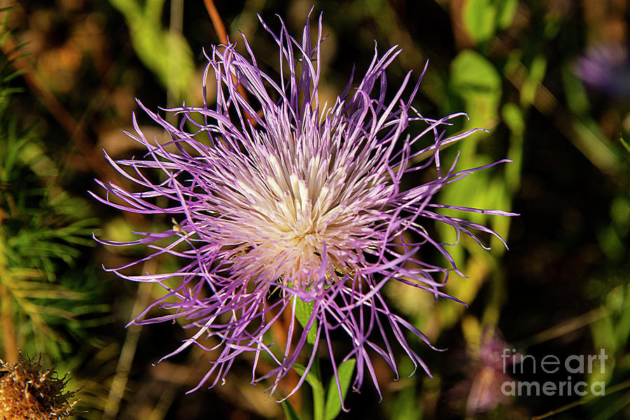 American Basket Flower Photograph by Bob Phillips