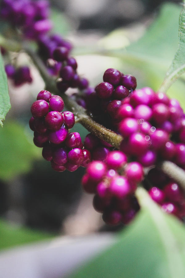 American Beautyberry Photograph by W Craig Photography
