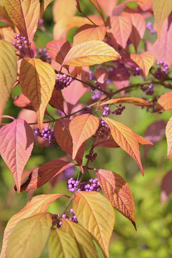 American Beautyberry with Autumn Foliage Photograph by Jenny Rainbow