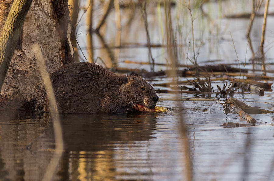 American Beaver - 1257-2 Photograph by Jerry Owens