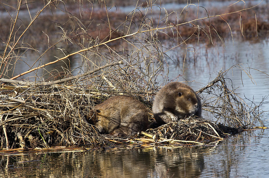 American Beaver - 6927 Photograph by Jerry Owens