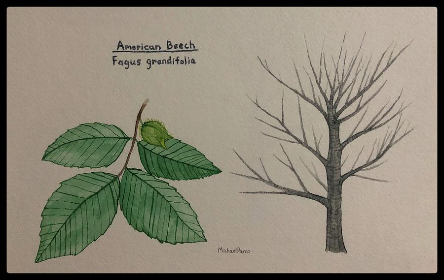 American Beech Tree Id W/ Border Painting
