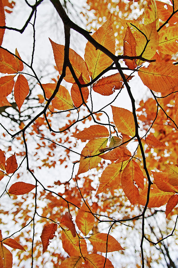 American Beech Tree Leaves Photograph by Stephen Russell Shilling
