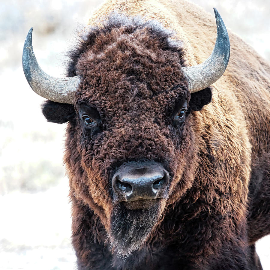 American Bison  -  A Living National Treasure Photograph