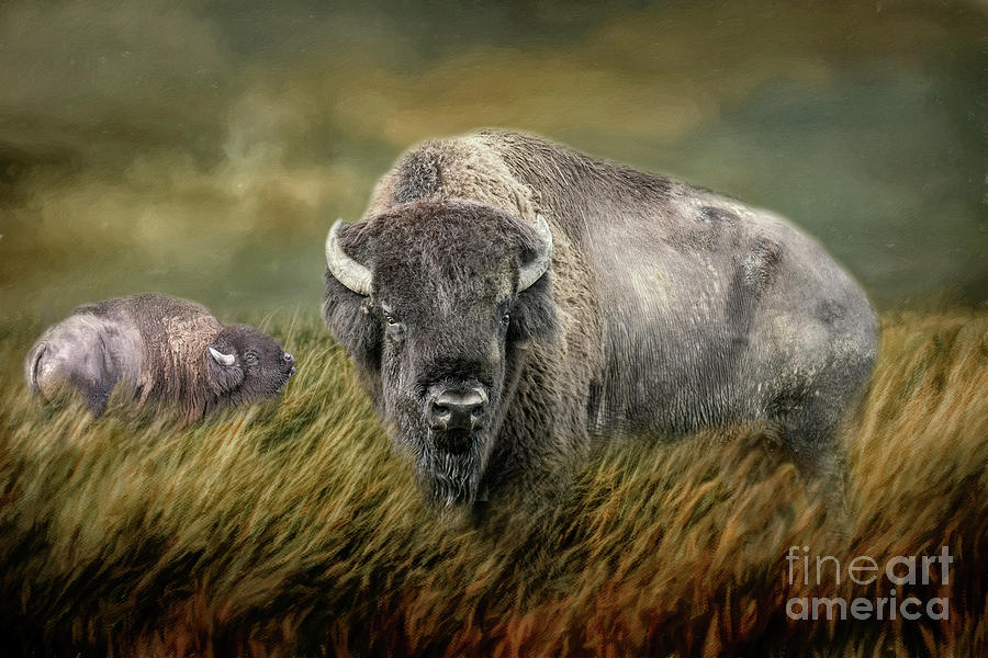 American Bison 2 Mixed Media by Ed Taylor